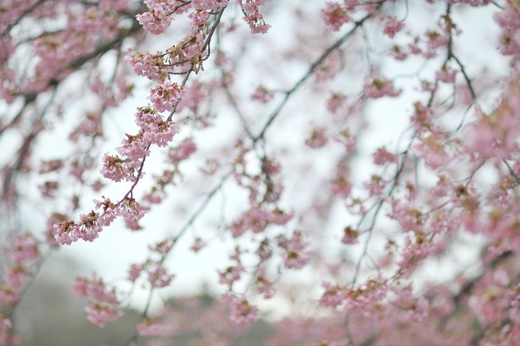 spring for tokyoites 2018