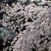 spring for tokyoites 2025