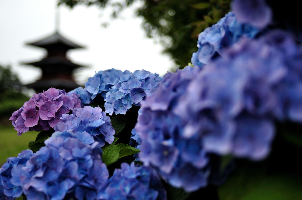 紫陽花と塔