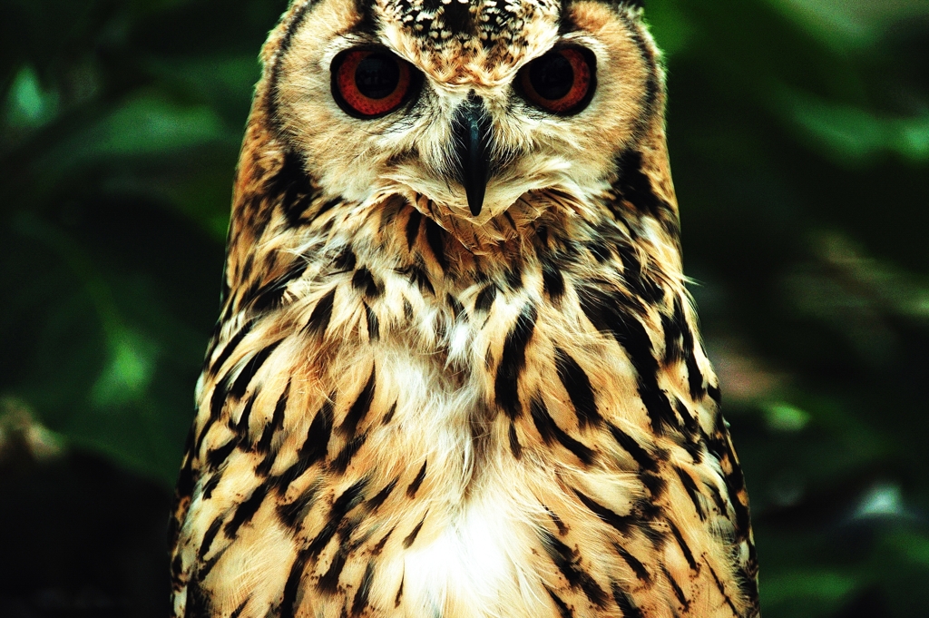 Eagle Owl -RAW-