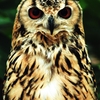 Eagle Owl -RAW-