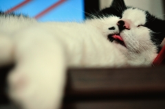 neko-appeal