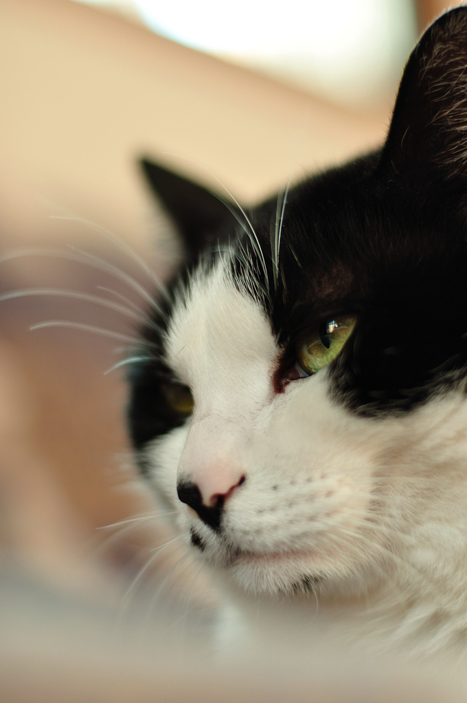 a portrait