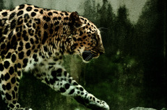 Amur leopard