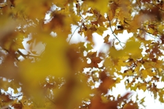 autumn for tokyoites