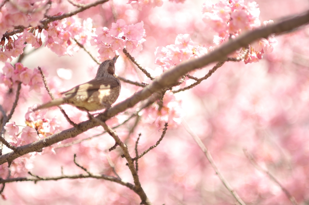 spring for tokyoites 2022