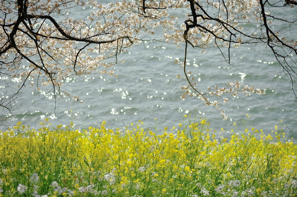 spring for tokyoites 2020