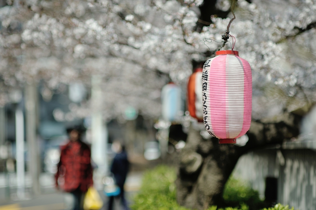 spring for tokyoites 2019