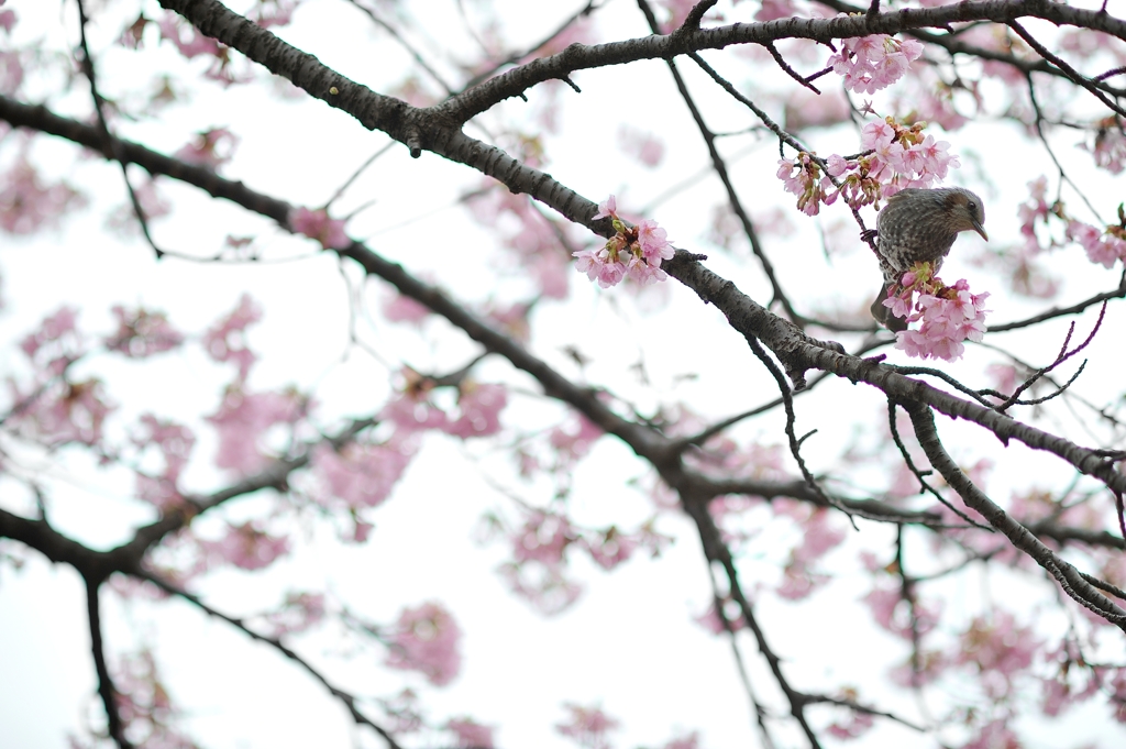 spring for tokyoites 2018