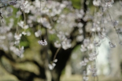 spring for tokyoites 2018