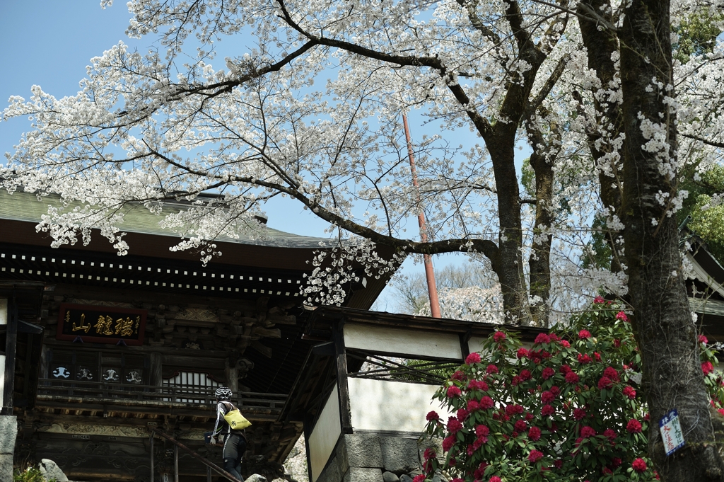 spring for tokyoites 2018