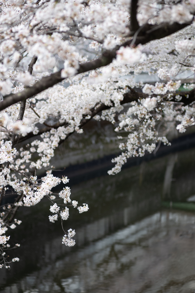 spring for tokyoites 2025