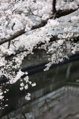 spring for tokyoites 2025