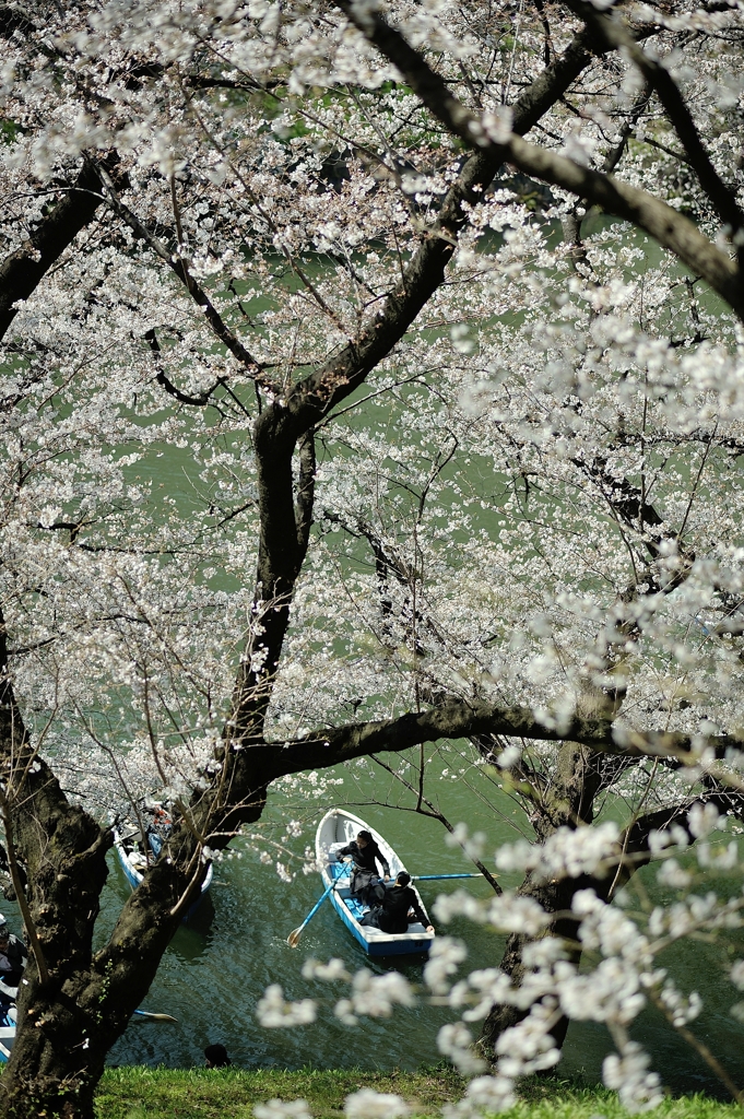 spring for tokyoites 2018
