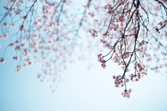spring for tokyoites 2025