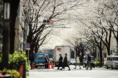 spring for tokyoites 2020