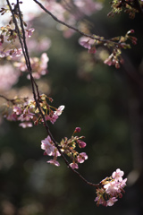 spring for tokyoites 2026