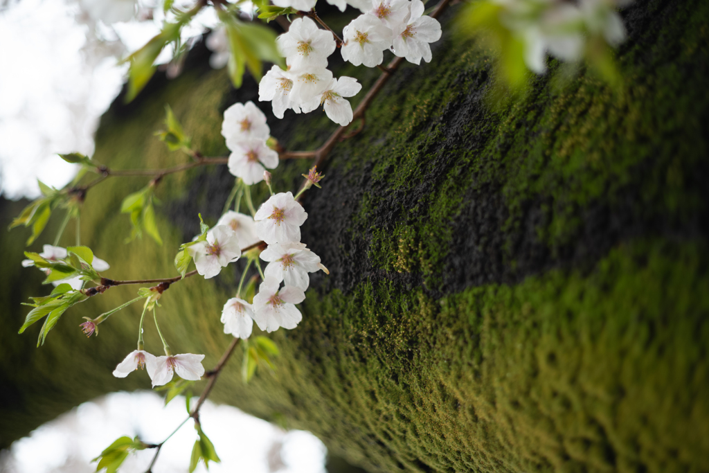 spring for tokyoites 2025