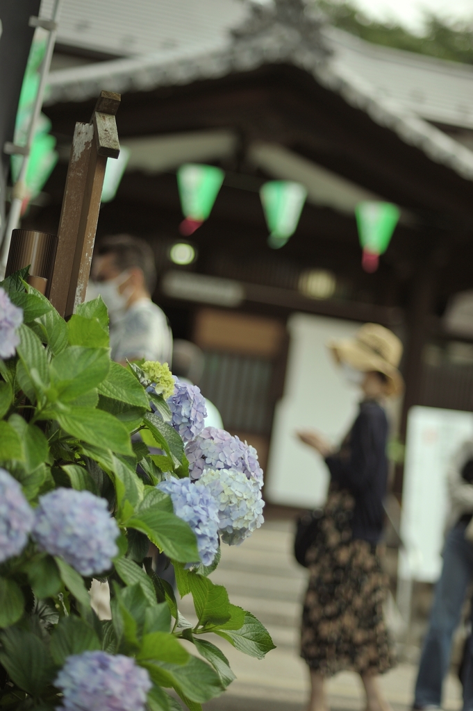 あじさい祭り