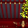 新緑の季節