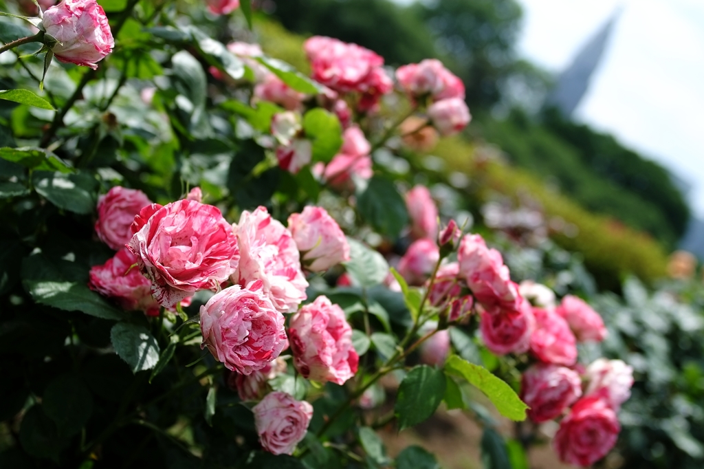 薔薇