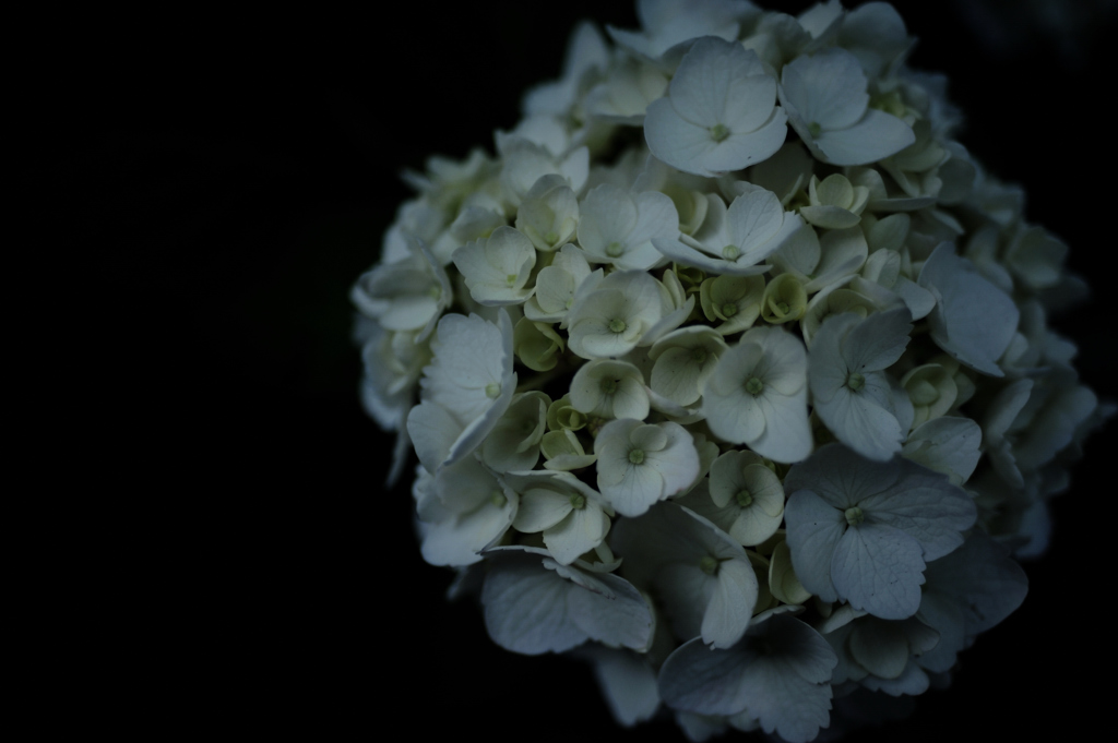 a hydrangea