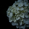 a hydrangea