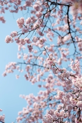 spring for tokyoites 2025