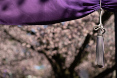 spring for tokyoites 2026