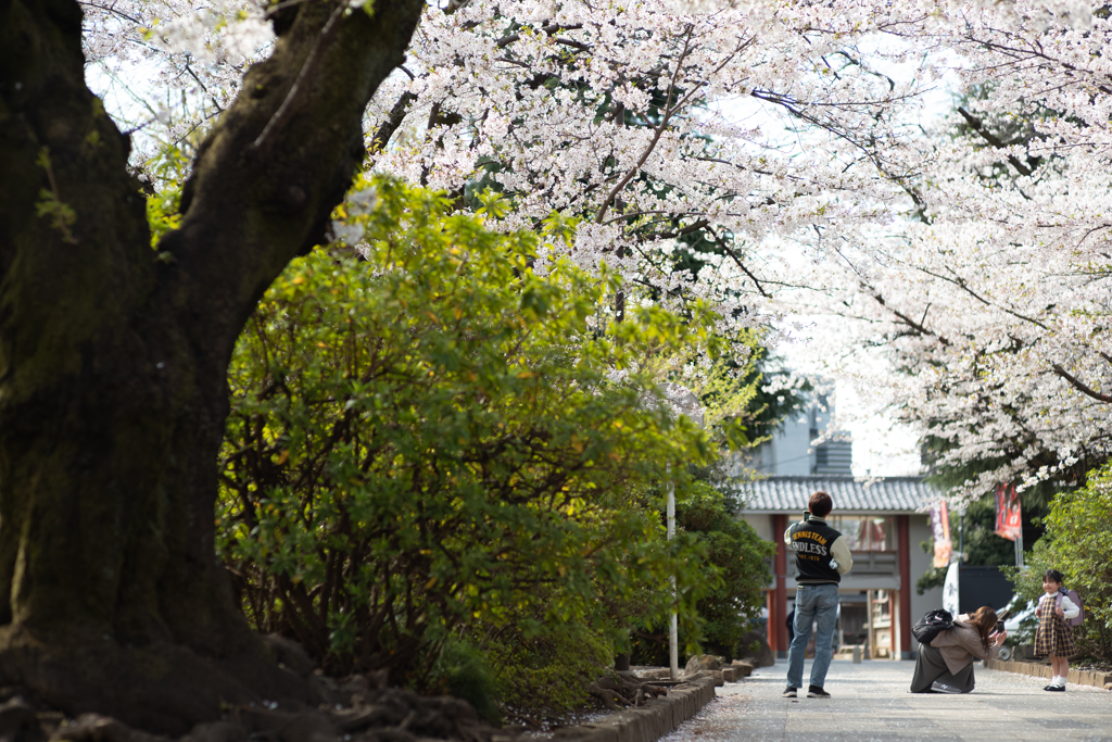 spring for tokyoites 2025