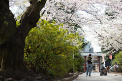 spring for tokyoites 2025
