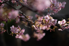 spring for tokyoites 2026