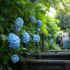 紫陽花の季節