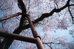 spring for tokyoites 2026