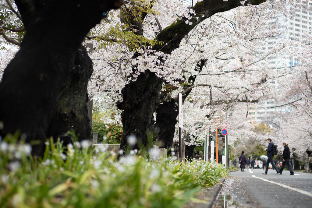 spring for tokyoites 2025