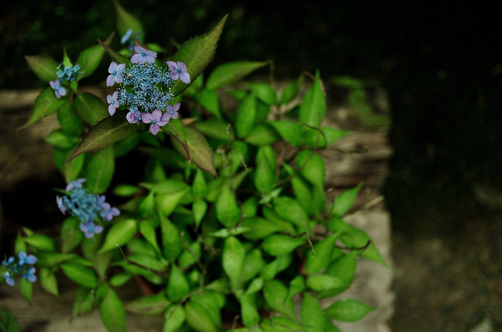 祇王寺の花