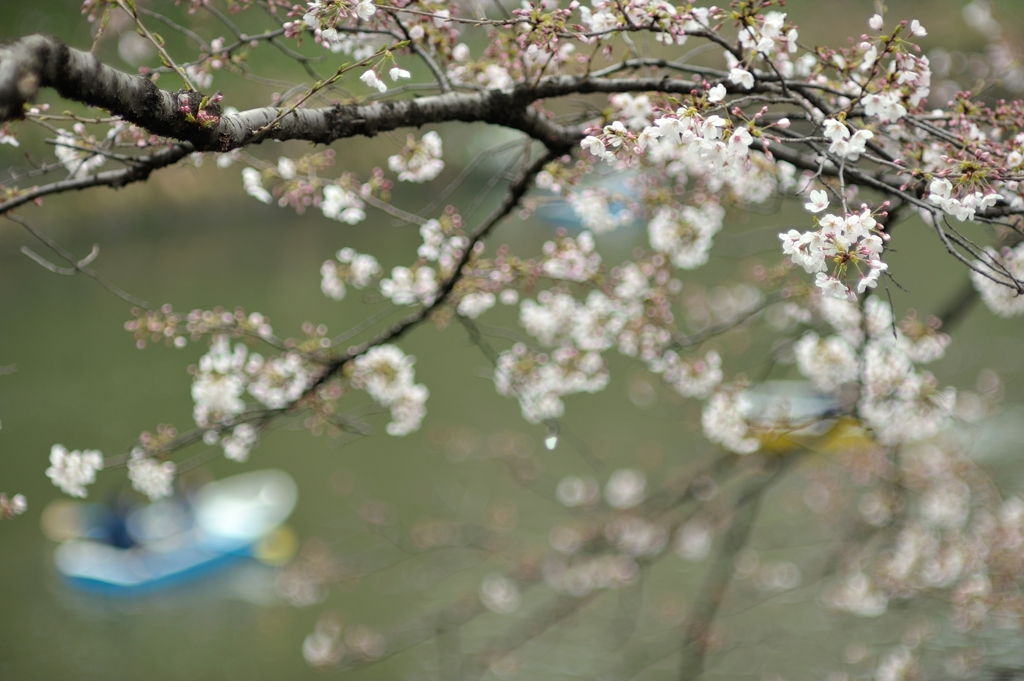 spring for tokyoites