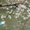 spring for tokyoites