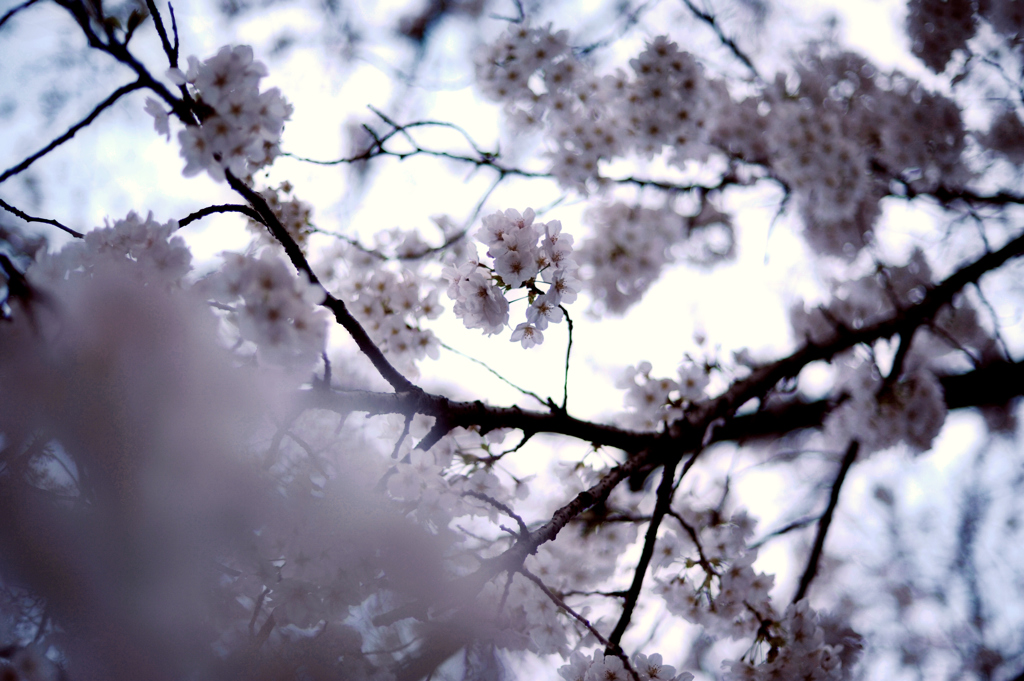 神田川の桜