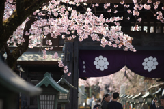 spring for tokyoites 2025