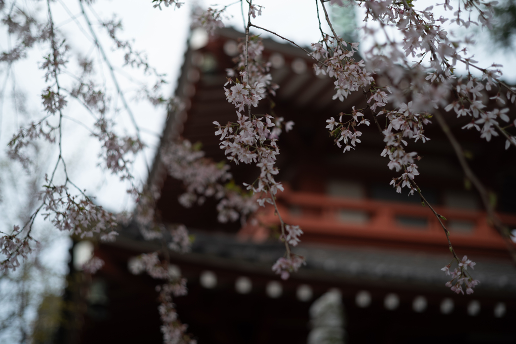 spring for tokyoites 2025
