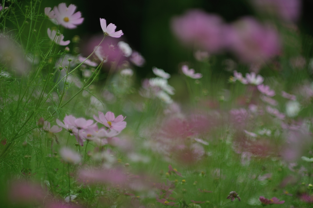 秋桜