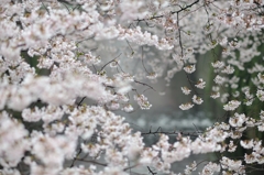 spring for tokyoites