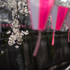 spring for tokyoites 2025