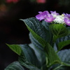 紫陽花