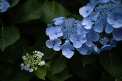 紫陽花の季節