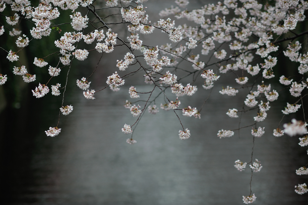 spring for tokyoites