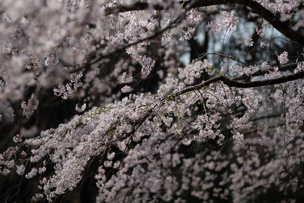 spring for tokyoites 2025