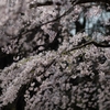 spring for tokyoites 2025