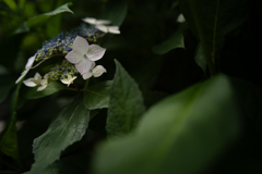 紫陽花の季節